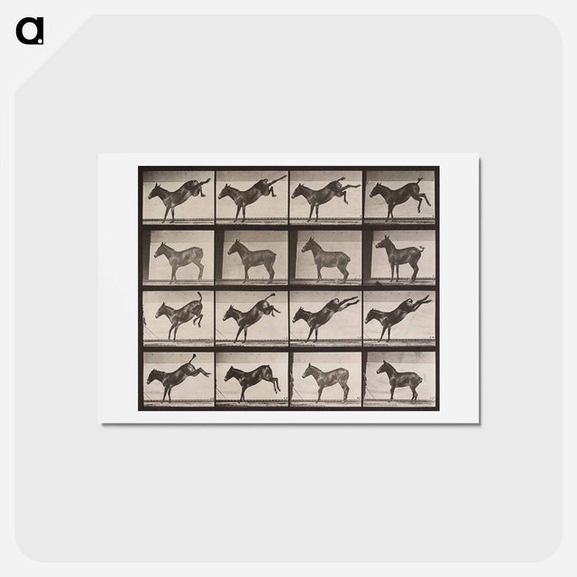 アートポストカード-Kicking Mule
 - エドワード マイブリッジ Postcard.