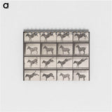 1-85_Eadweard-Muybridge_memo
