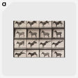 1-85_Eadweard-Muybridge_postcard