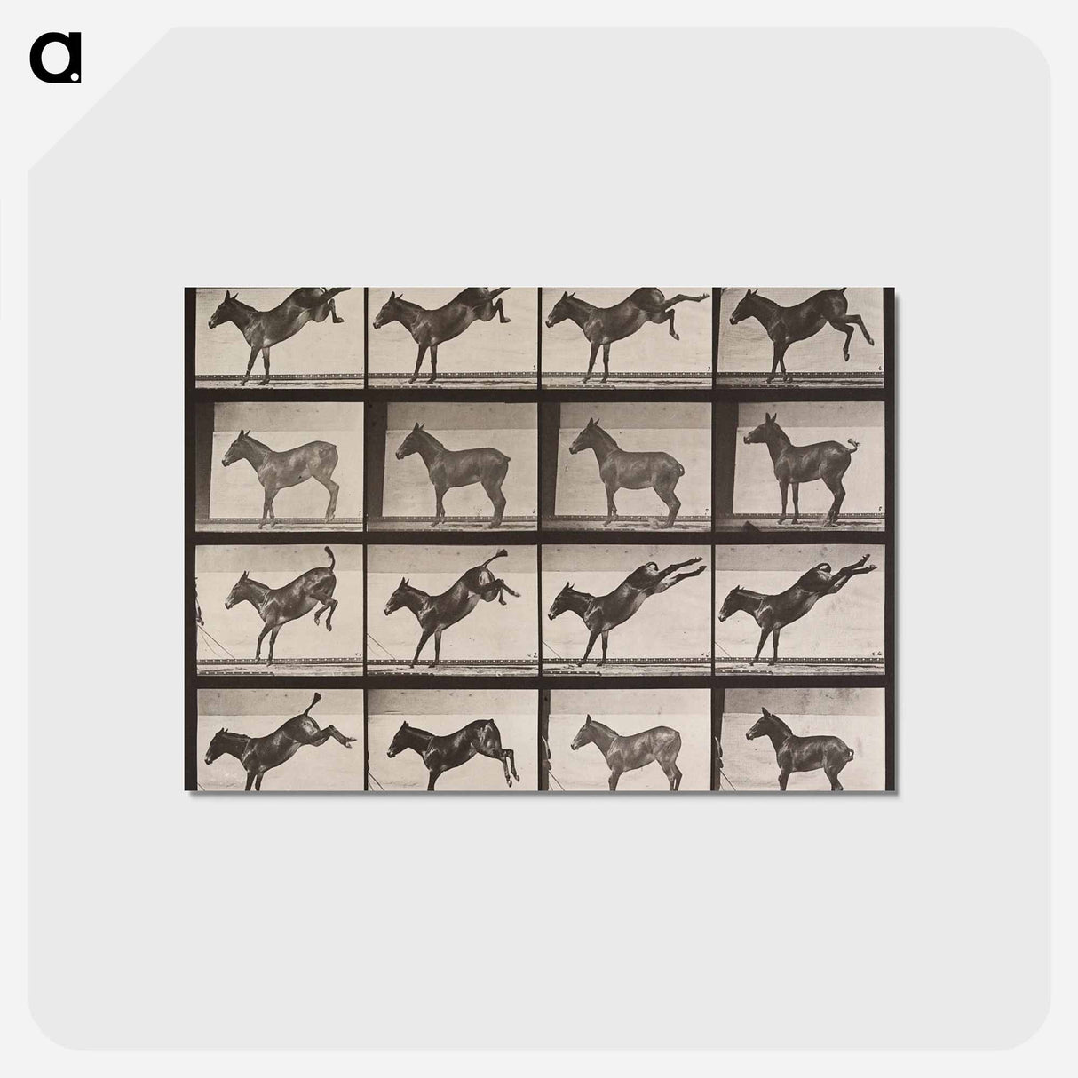 アートポストカード-Kicking Mule
 - エドワード マイブリッジ Postcard.