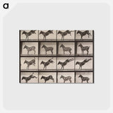 アートポストカード-Kicking Mule
 - エドワード マイブリッジ Postcard.