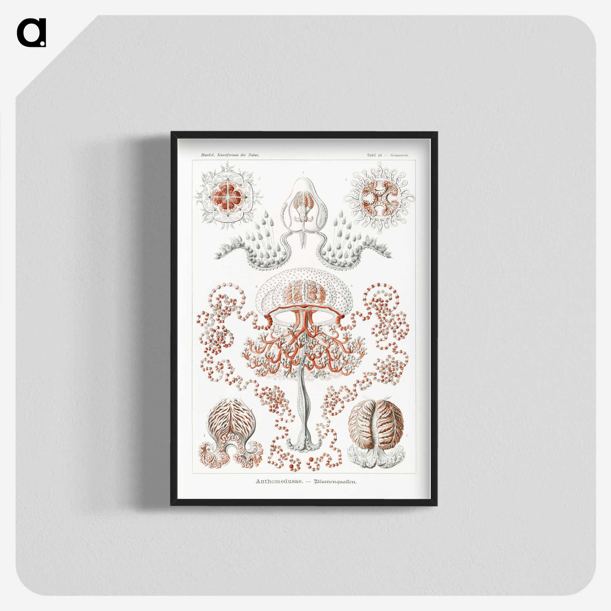 1-85_Ernst-Haeckel_blk-crop