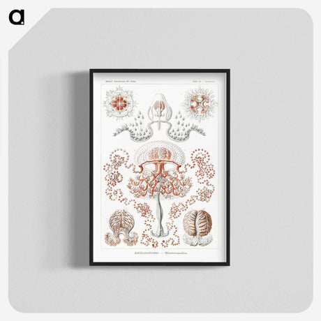 1-85_Ernst-Haeckel_blk-crop