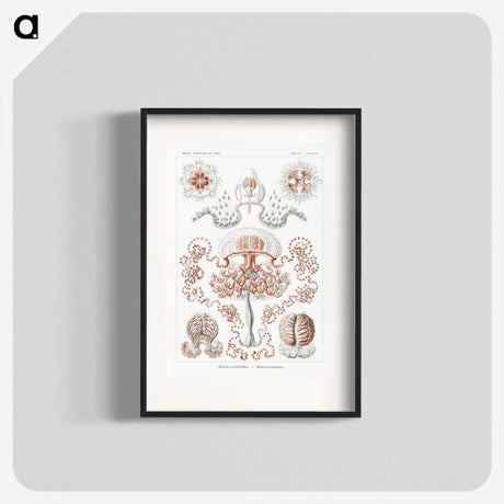1-85_Ernst-Haeckel_blk