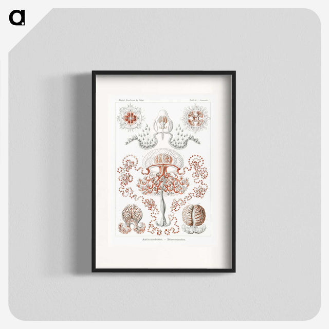 1-85_Ernst-Haeckel_blk