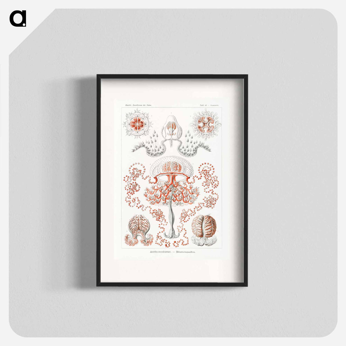 Anthomedusae–Blumenquallen - エルンスト ヘッケル Poster.