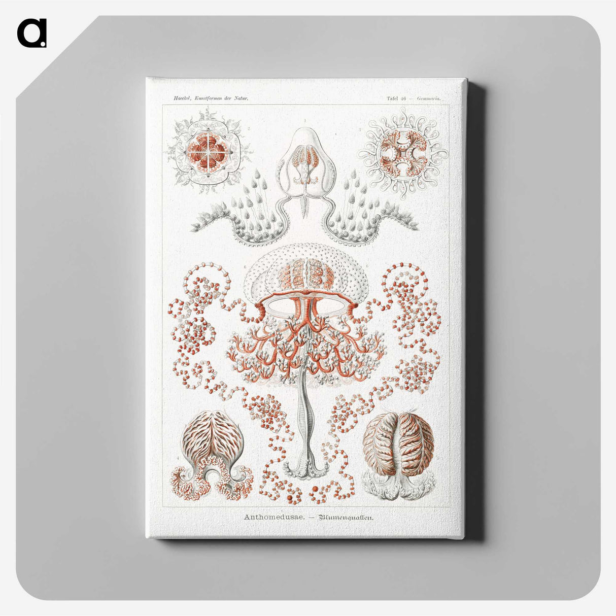 1-85_Ernst-Haeckel_canvas