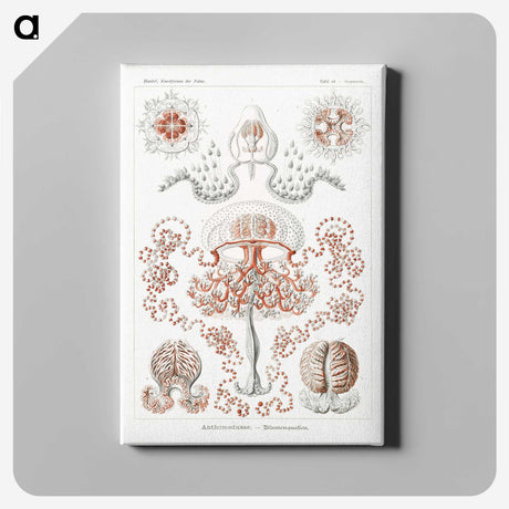 1-85_Ernst-Haeckel_canvas