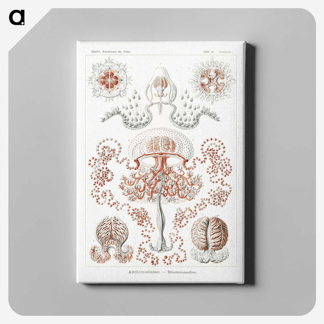 1-85_Ernst-Haeckel_canvas