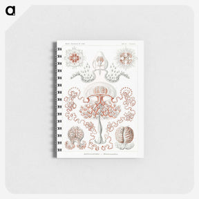 1-85_Ernst-Haeckel_memo