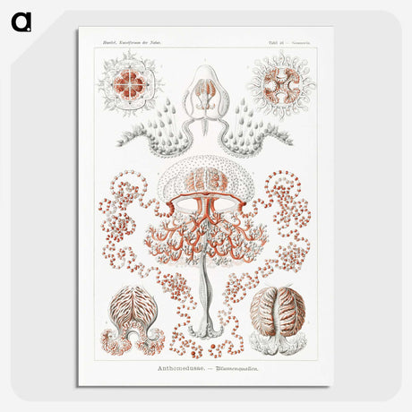 1-85_Ernst-Haeckel_picture-crop