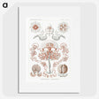 1-85_Ernst-Haeckel_picture