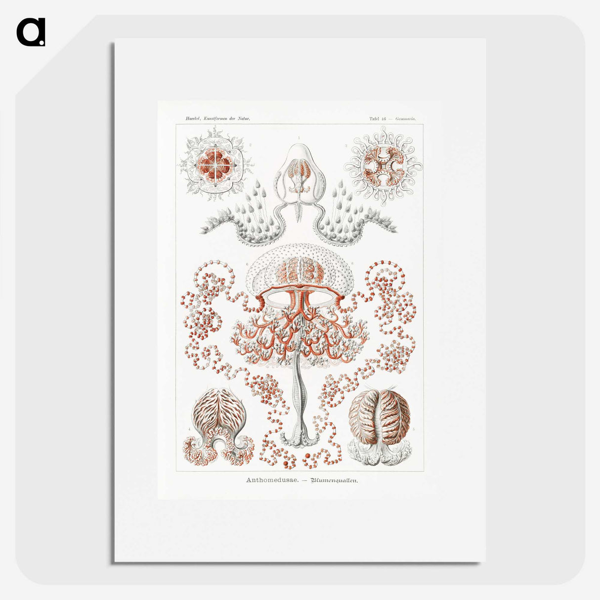 1-85_Ernst-Haeckel_picture