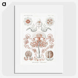 1-85_Ernst-Haeckel_picture