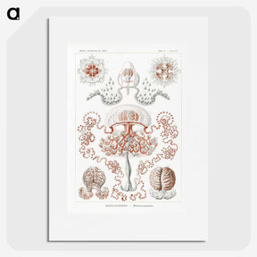 1-85_Ernst-Haeckel_picture