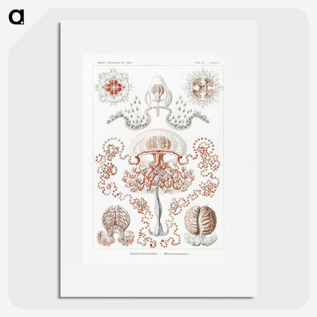 1-85_Ernst-Haeckel_picture