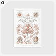 1-85_Ernst-Haeckel_postcard