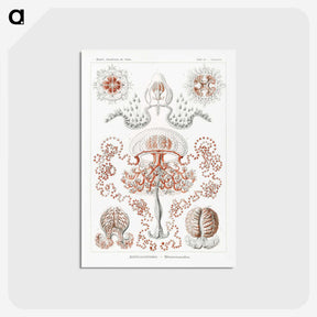 1-85_Ernst-Haeckel_postcard