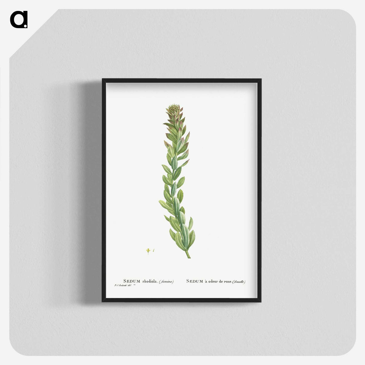 1-85_Histoire-des-Plantes-Grasses_blk-crop