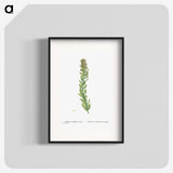1-85_Histoire-des-Plantes-Grasses_blk