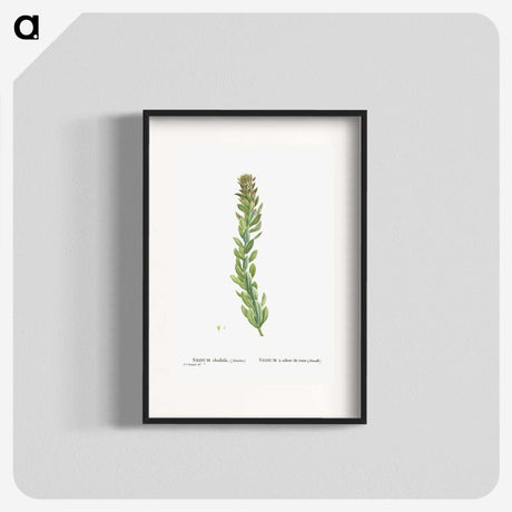 1-85_Histoire-des-Plantes-Grasses_blk