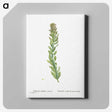 1-85_Histoire-des-Plantes-Grasses_canvas