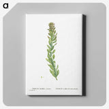 1-85_Histoire-des-Plantes-Grasses_canvas