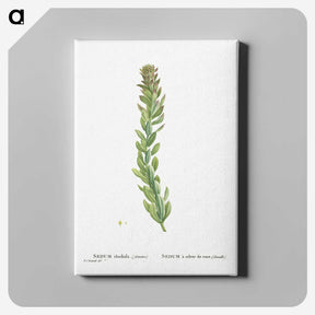 1-85_Histoire-des-Plantes-Grasses_canvas