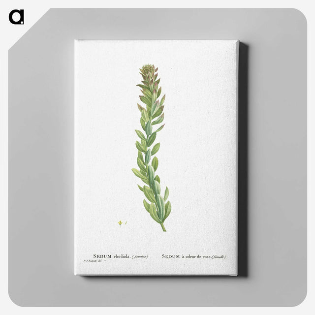 1-85_Histoire-des-Plantes-Grasses_canvas