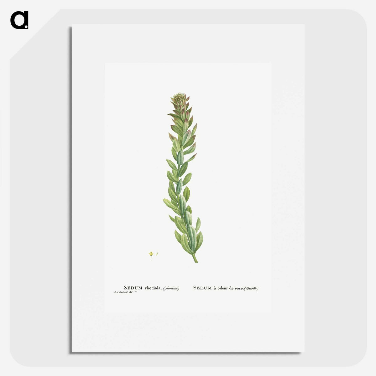 1-85_Histoire-des-Plantes-Grasses_picture