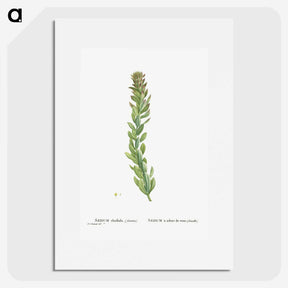 1-85_Histoire-des-Plantes-Grasses_picture