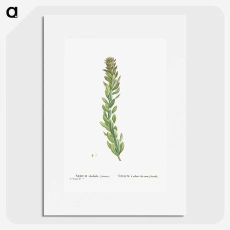 1-85_Histoire-des-Plantes-Grasses_picture