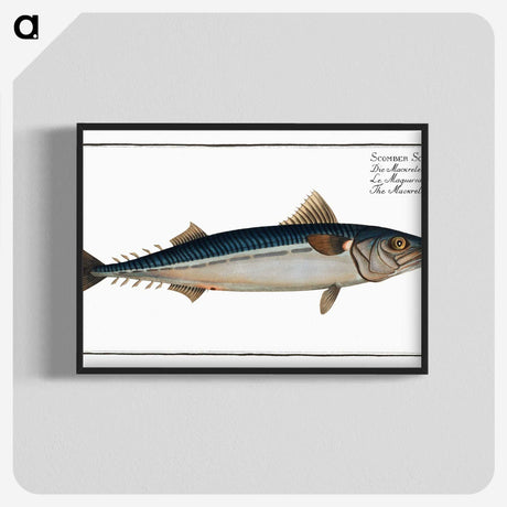 1-85_Ichtyologie-ou-Histoire-naturelle_blk-crop