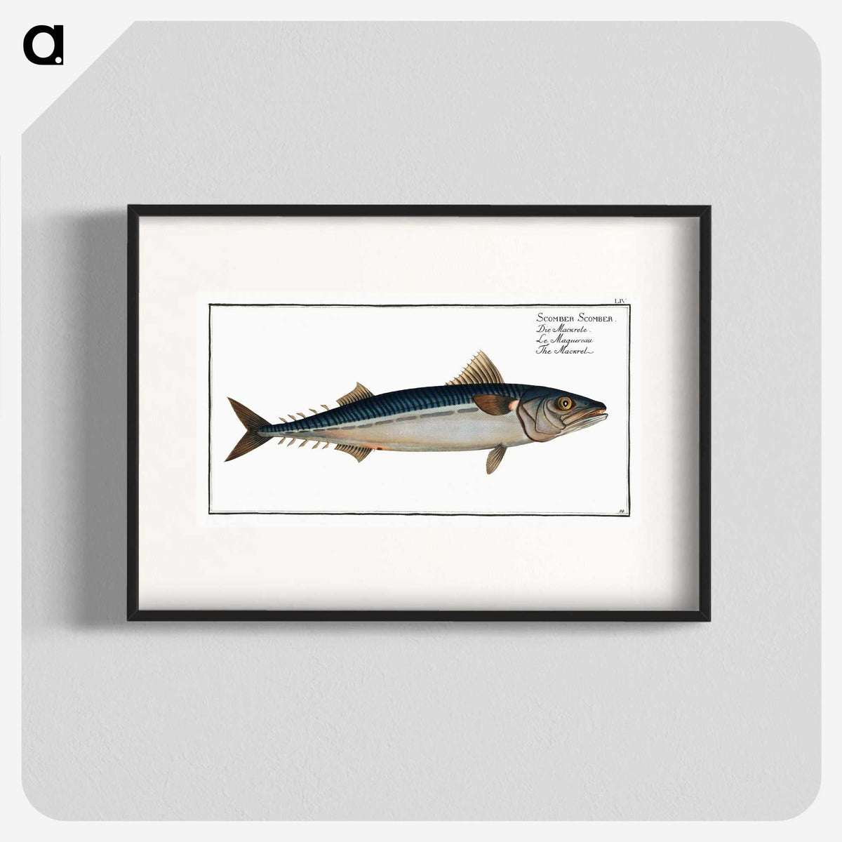1-85_Ichtyologie-ou-Histoire-naturelle_blk