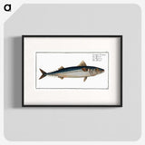 1-85_Ichtyologie-ou-Histoire-naturelle_blk