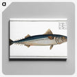1-85_Ichtyologie-ou-Histoire-naturelle_canvas