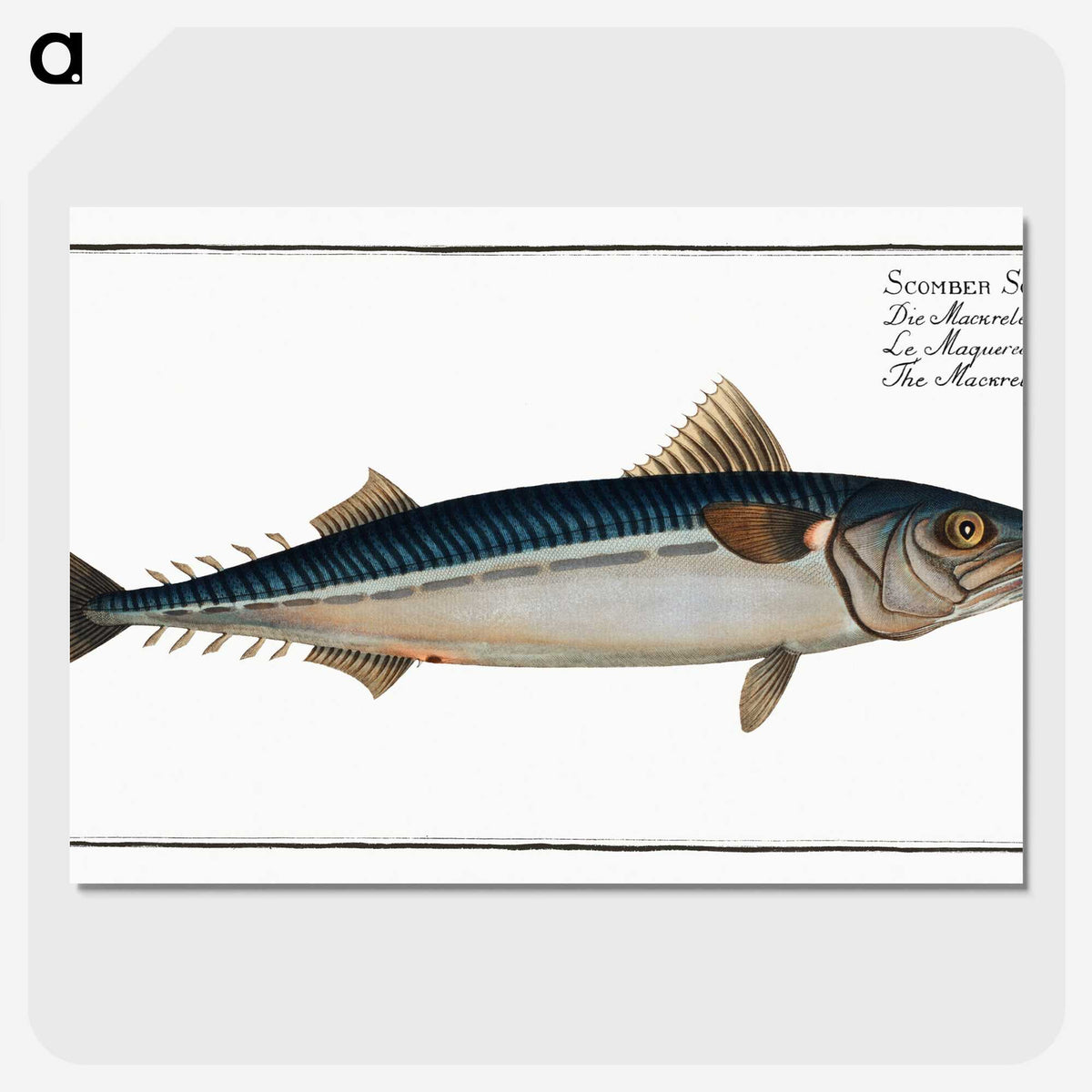 1-85_Ichtyologie-ou-Histoire-naturelle_picture-crop