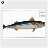 1-85_Ichtyologie-ou-Histoire-naturelle_picture-crop