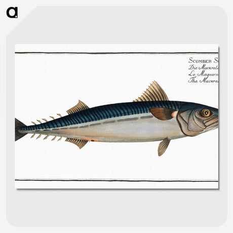 1-85_Ichtyologie-ou-Histoire-naturelle_picture-crop