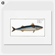 1-85_Ichtyologie-ou-Histoire-naturelle_picture