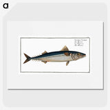 1-85_Ichtyologie-ou-Histoire-naturelle_picture