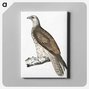 1-85_Indian-Zoology_canvas