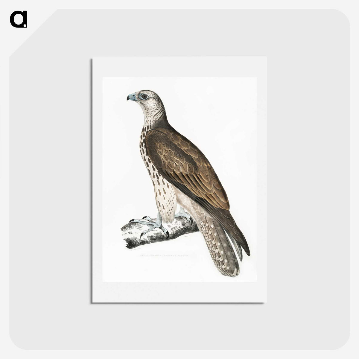 1-85_Indian-Zoology_hagaki