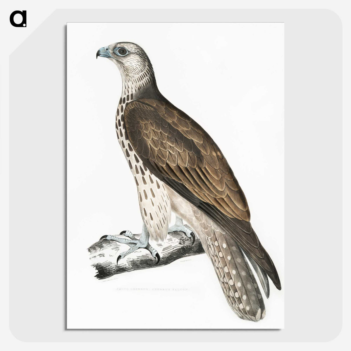 1-85_Indian-Zoology_picture-crop