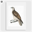 1-85_Indian-Zoology_picture