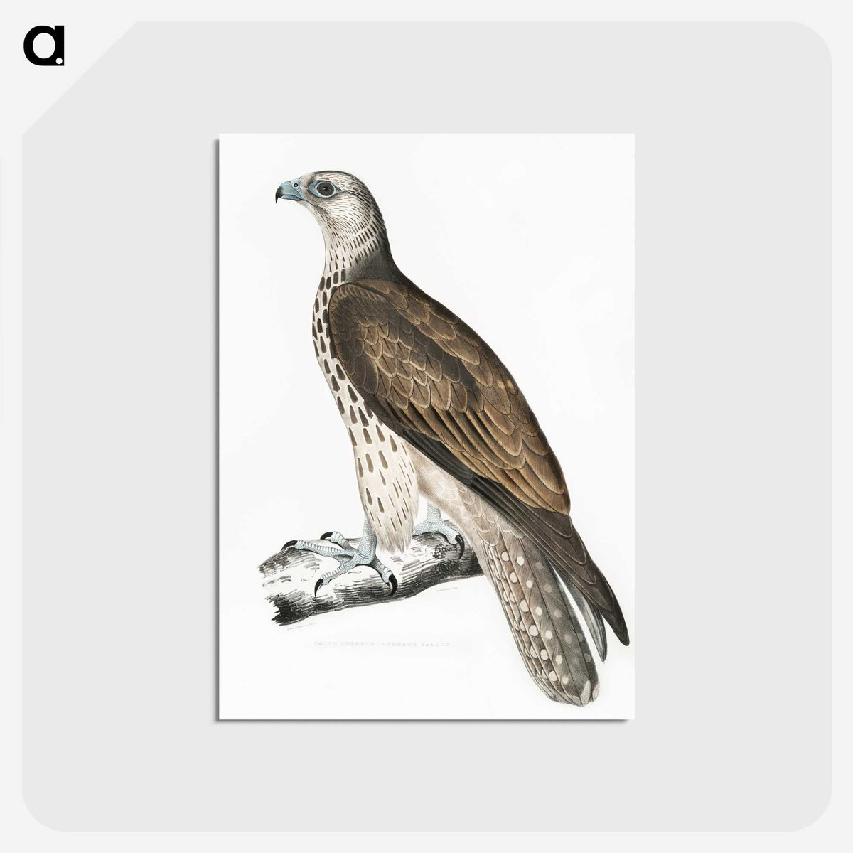 1-85_Indian-Zoology_postcard