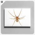 1-85_Insects-Unlocked-Project_canvas