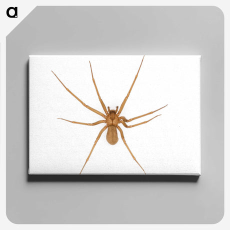 1-85_Insects-Unlocked-Project_canvas