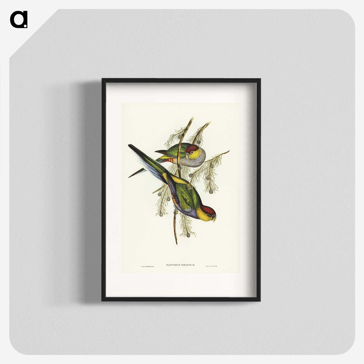1-85_John-Gould_blk