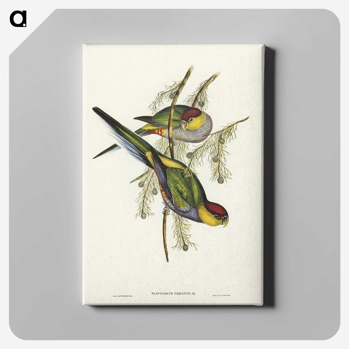 1-85_John-Gould_canvas